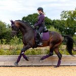 Suede Dressage Square Fig
