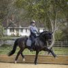 Self-Cool Dressage Square Polar Grey - Imagen 3