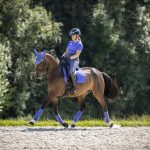 Suede Dressage Square Bluebell