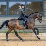 Suede Dressage Square Oak