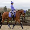 Junior Loire Dressage Square Bluebell - Imagen 3