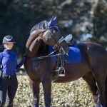Suede Dressage Square Ink Blue