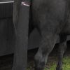 Tail Guard with Bag Black - Imagen 2