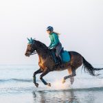 Suede Dressage Square Peacock