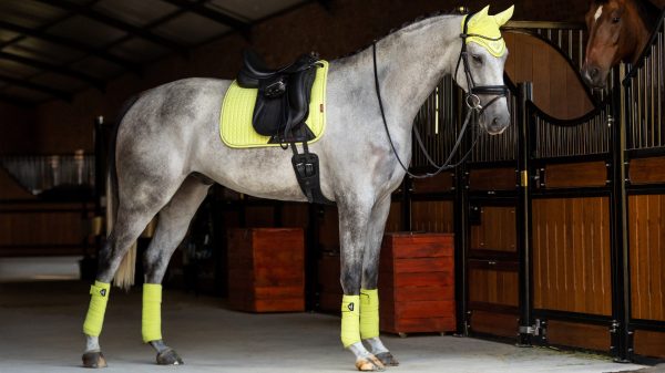 Suede Dressage Square Kiwi