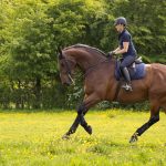 Dressage Work Pad Navy