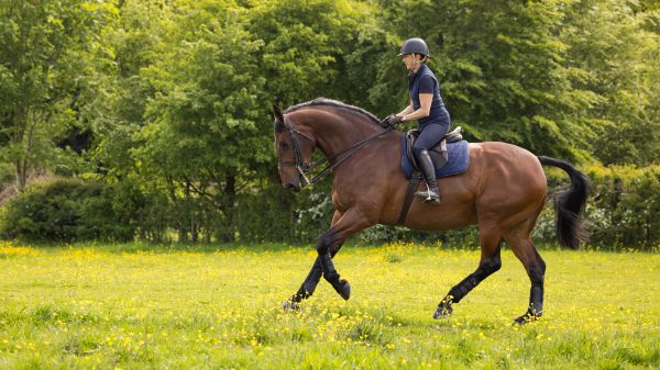 Dressage Work Pad Navy