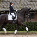 Crystal Suede Dressage Square White