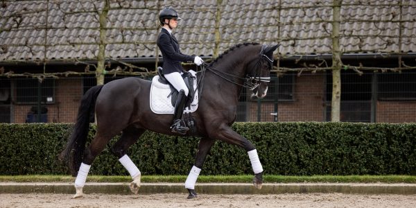 Crystal Suede Dressage Square White