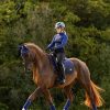 Spectrum Dressage Square Ink Blue - Imagen 3