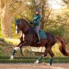Loire Polo Bandages Spruce - Imagen 3