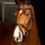 Arika Flash Bridle Brown/Silver