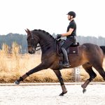 Puissance Suede Dressage Square Brown