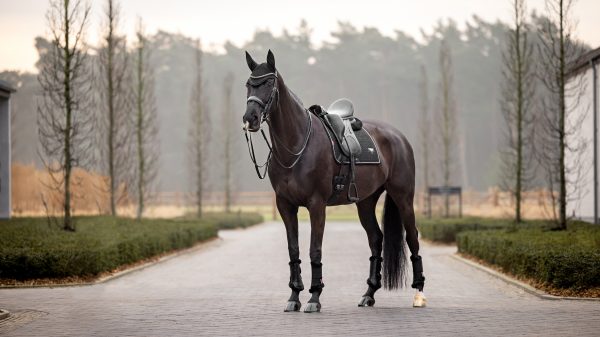Puissance Suede Dressage Square Black