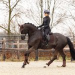 Crystal Suede Dressage Square Brown
