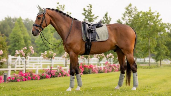 LeMieux Fern Dressage Set