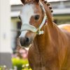 Mini Vogue Headcollar & Leadrope Fern - Imagen 2
