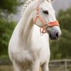 Vogue Headcollar & Leadrope Apricot - Imagen 3