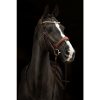 HKM Cabezada -Marrakesh- - Imagen 7