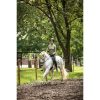 HKM Campana -Edinburgh- - Imagen 6