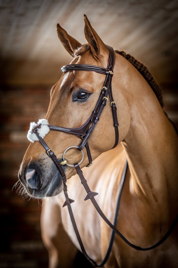 Kudos Grackle Bridle Havana