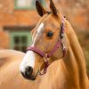Essential Yard Headcollar Burgundy - Imagen 2