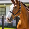 Essential Yard Headcollar Black - Imagen 2