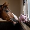 Horse Toy Flying Pig - Imagen 2