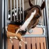 Horse Toy Sausage Dog - Imagen 2