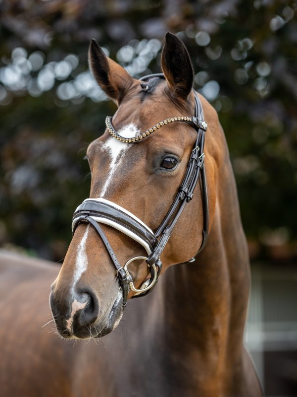Kudos Patent Dressage Bridle Brown/White