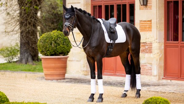 Merino+ Half Lined Suede Dressage Square White/White