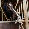 Horse Toy Donkey - Imagen 2