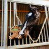 Horse Toy Gingerbread - Imagen 2