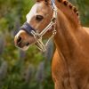 Mini Vogue Headcollar & Leadrope Dusk Blue - Imagen 2