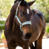 Versailles Headcollar Aqua - Imagen 2