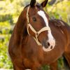 Versailles Headcollar Mimosa - Imagen 2